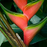 Heliconia  orthotricha, Costa Rica