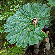 Poor man's umbrella (Gunnera sp) in cloud forest, Tapanti NP, Costa Rica
<BR><BR>More images at www.arterra.be</P>