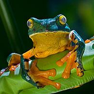 Barred Leaf frog / Splendid Leaf Frog (Agalychnis calcarifer) on palm leaf, Costa Rica
<BR><BR>More images at www.arterra.be</P>