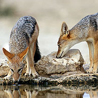 Two Black-backed jackals (Canis mesomelas) at waterhole in the Kalahari desert, Kgalagadi Transfrontier Park, South Africa