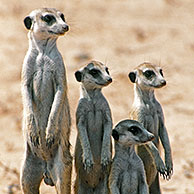 Family of meerkats / suricates (Suricata suricatta) on the lookout in the Kalahari desert, Kgalagadi Transfrontier Park, South Africa