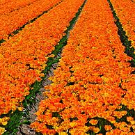 Rows of coloured cultivated tulips (Tulipa sp.), the Netherlands