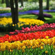 Colourful tulips (Tulipa sp.) in flower garden of Keukenhof, the Netherlands